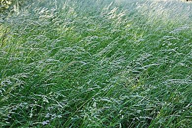 《街霸6》战斗通行证明日上线 为拉希德做铺垫